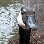 ZandurGoose
