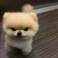 huyan狗