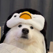 牛子精灵打我牛子变小