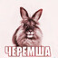 Черемша