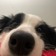 啵唧啵唧钵钵鸡