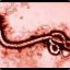 EBOLA