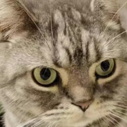 透明身体的生物