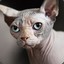 Catoshi