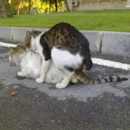 Ülkücü kedi pkk lı ya zorluy