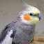 Periquito