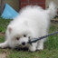 ZacianDoggo