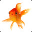 Barry_the_Goldfish