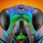 Cuckoo-wasp