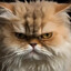 Gato_Angry