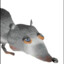 rat