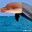 earth is a trapezoid