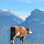 Swiss Bull