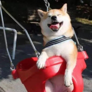 窒息枪法缔造者