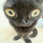 JustACatto