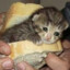 meow meow burger