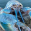 Blue Lobster