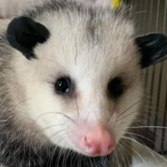 Shrebble