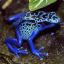 blue frog