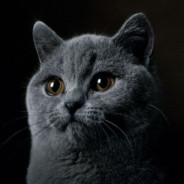 GreyCat Steam avatar