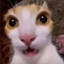 pls dont touch me im new :('s avatar