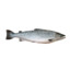 Salmão
