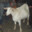 grindcore goat