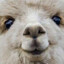 Lama dodu