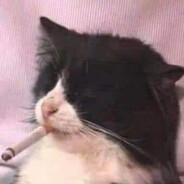 usdg jpg avatar