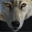 WolfVie