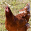 Edmond-QCduPoulet