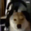 bugdawg