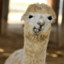 Alpaca