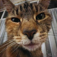 пыр-пыр патапим