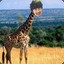 Giraffe-Man
