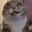 giantcat1