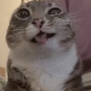 giantcat1