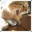 MadCat