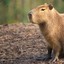 Capybara