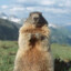 Marmot