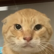 52狗蛋🐵