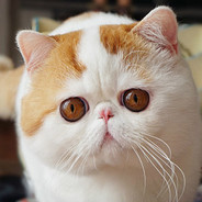 Rusu - steam id 76561199066202336