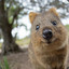 Quokkaz