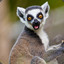 Medeni Lemur