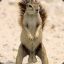 BigGaySquirrel