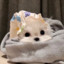 内向小女孩花菜菜