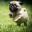 mops
