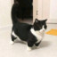 Gato Rebaixado