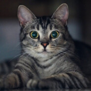 竟敢耍俺 俺要用桌角砸你的甲沟炎