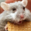CheckeredHamster
